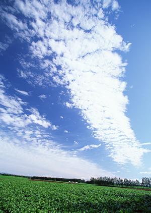樹木葬の相場はどれくらいなのか解説