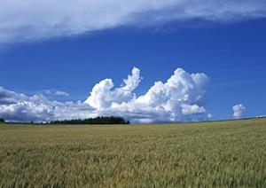 浄土真宗が提案する新しい形のお墓