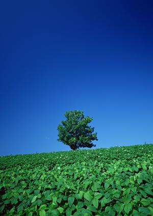 間違いのない盛岡永代供養導入方法