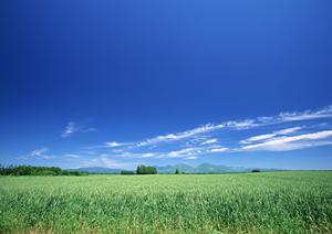 大阪でのペット葬儀を徹底ガイド！信頼できる霊園社の選び方と心のケア方法