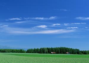 首都圏では20％の方が火葬式を選ぶ