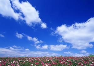 東京で手軽な墓地が見つけられる